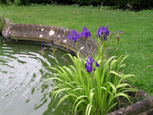 Pond with iris plants