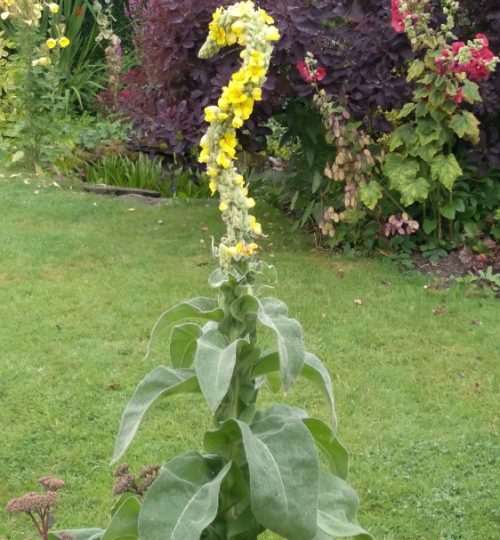 Am I a sea horse or a swan  Verbascum with an identity crisis