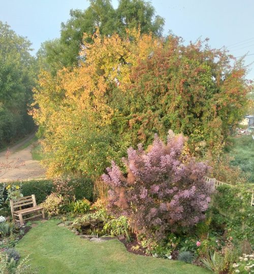 Smokey autumnal Cotinus