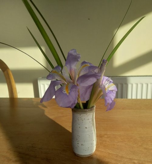 Iris unguicularis (Algerian or winter iris)