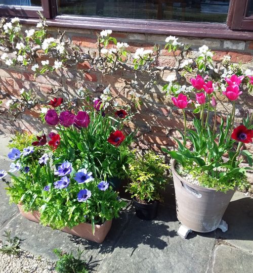 Espaliered Pear with tulips