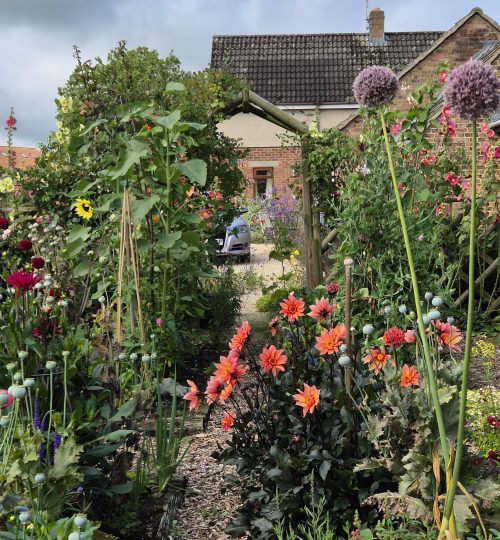 Production Garden at its height Summer 2024