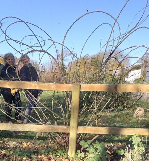 Sculpting Rambling Rose by Year Eleven after